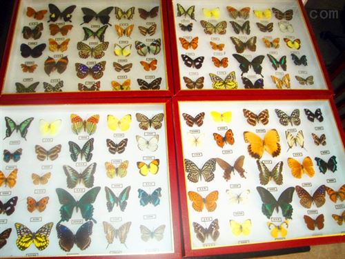 标本缝合线、植物标本针线包