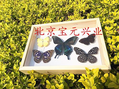 蝴蝶、展览实木标本盒、可定做